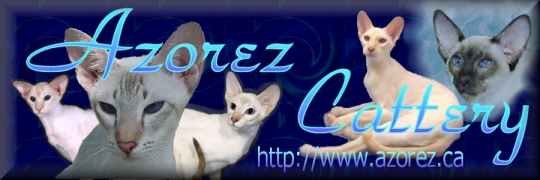 Azorez Cattery Banner